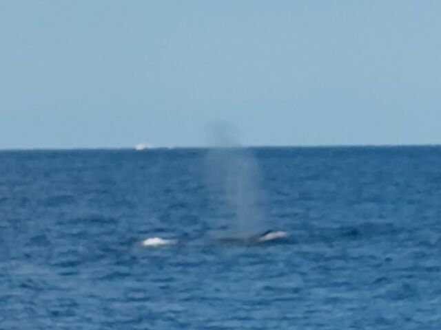 �u���[_�}�����ό��J��