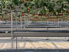 Ȃ̎RFUJIt[cp[Nւ̓eʐ^1