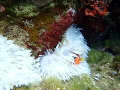 nacchinico {Óւ̓eʐ^1