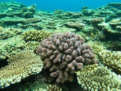 dede̐Ί_ ADVENTURE PiPiւ̓eʐ^1