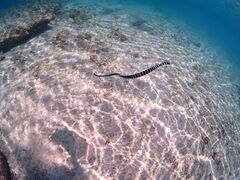 ȂCHAMP TOUR {Óւ̓eʐ^1