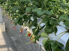 [񂳂joumonfarmi傤ӂ[ށjւ̓eʐ^1