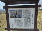 sakky����̌��~���̓��e�ʐ^1