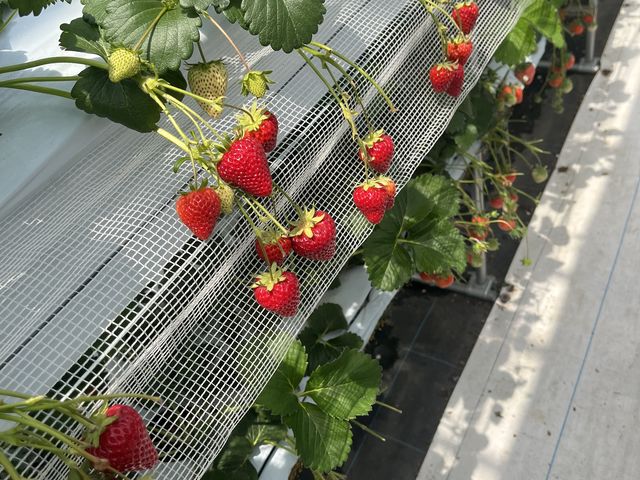 ��������̎���_�祂Ղ�`��