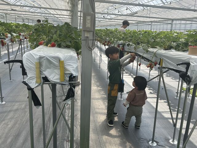 �c���ɂ͎肪�͂��Ȃ��ėǂ������B
�T�d�ɃC�`�S��؂��Ă��܂��B_Green Room