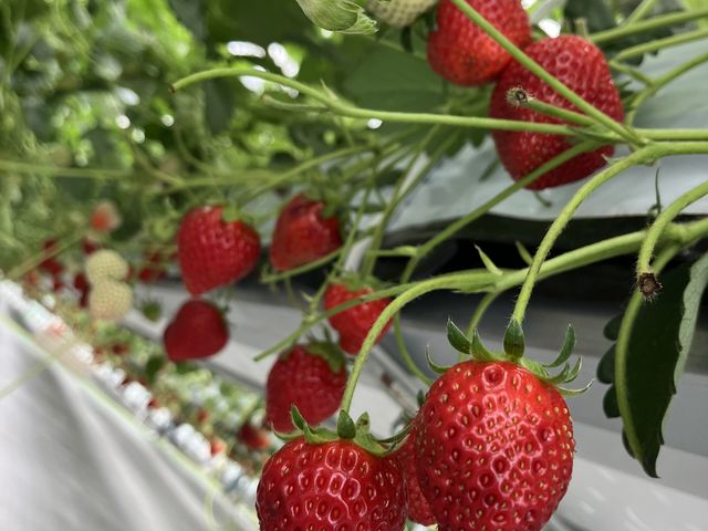 ���n�ł��ꂢ�ȃC�`�S�������ς�_Sugar Berry ���˂������_��