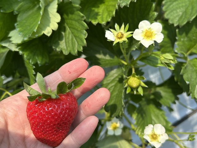 ��ނɂ���đ傫���͈Ⴂ�܂������A�����������������y���߂܂����B_Aikawa Strawberry House