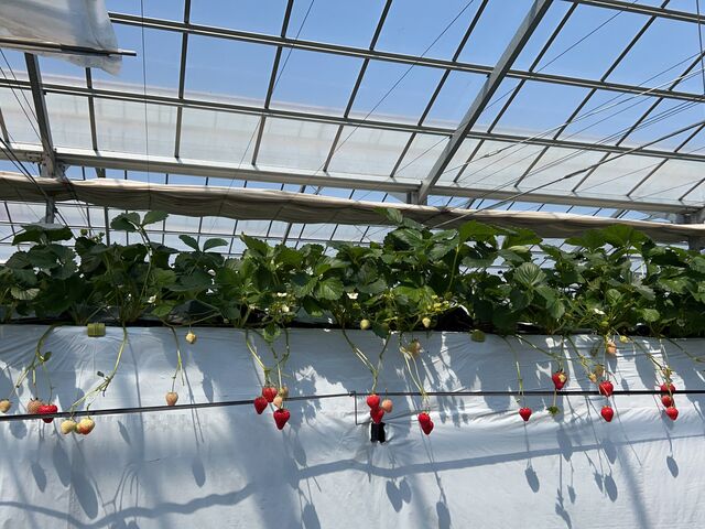 ���₷�������ł����B_Aikawa Strawberry House