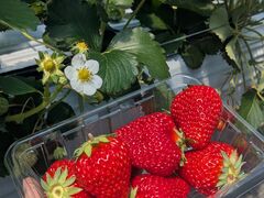 ^钆̑ẑЃt@[ւ̓eʐ^1