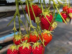 mimkak̂Ѓt@[ւ̓eʐ^1