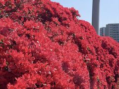 mi����̒����V���{�@�������r�ւ̓��e�ʐ^1