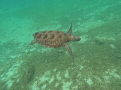 ҂񂳂̃I[X[Vm[P{Óւ̓eʐ^1