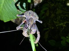 肭񁙂̋{blue܂ق΂ւ̓eʐ^1