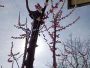 60��̃X�m�[�{�[�h�������񂳂�̂��񂸂̗��̂��񂸃V���b�v�i�������Y�j�̓��e�ʐ^6