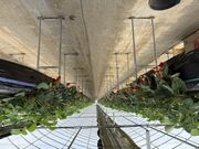 䂳̃IAVXt@[ԓ{؂̓eʐ^1