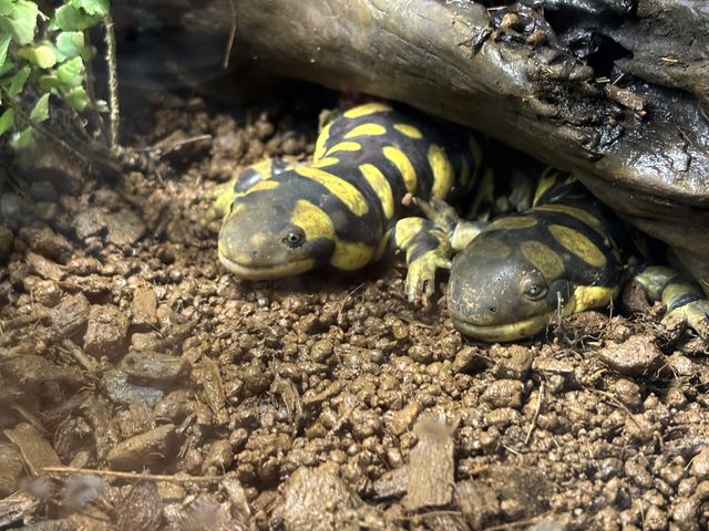 ���O��������Ȃ��ł�_AOAO SAPPORO