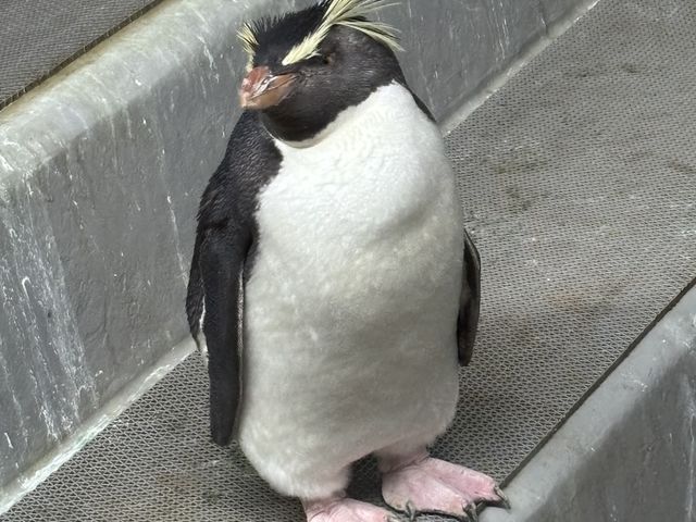 �L���b�Ƃ����y���M������_AOAO SAPPORO