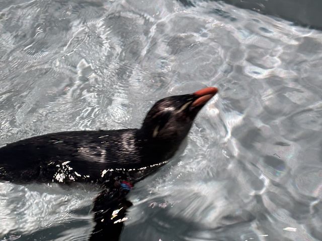 �C�����ǂ������ɉj���ł��܂�_AOAO SAPPORO