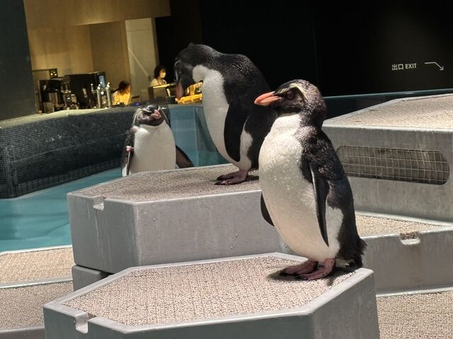 �F��ȏW�܂��Ă�����_AOAO SAPPORO