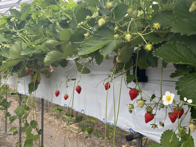 �n�E�X��_�ό��_�� Bee my Berry