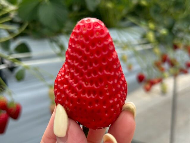 �����������ł���[_�c�������_��