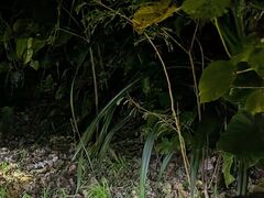 䂤̐Ί_ ADVENTURE PiPiւ̓eʐ^1