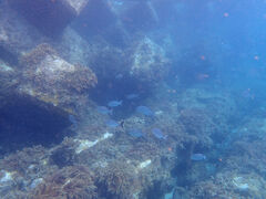 �ЂƂ݂���̉��v�����R�ē��ւ̓��e�ʐ^2