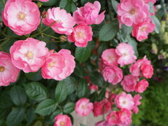 񂳂̋vʒ뉀tGւ̓eʐ^10