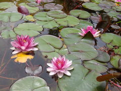 񂳂̋vʒ뉀tGւ̓eʐ^7