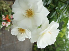 񂳂̋vʒ뉀tGւ̓eʐ^9