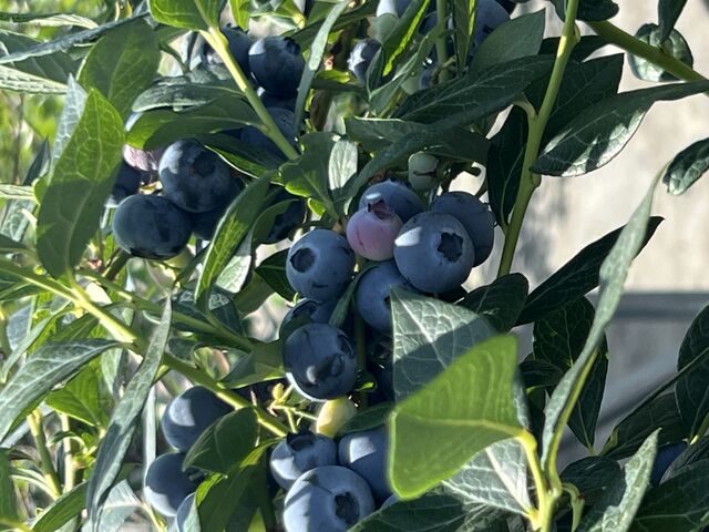 �t�����_�X�^�[�Ƃ����i�킪�A���͂��C�ɓ���ł����B_���������u���[�x���[�����_��