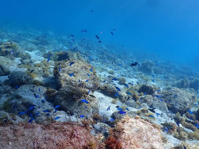 ���܂Ől�������ĉ����������[��_�����_�C�r���O�T�[�r�X�@Smiley Dive