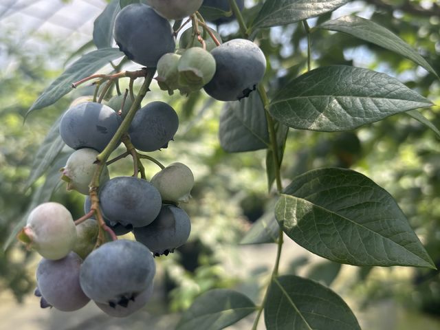 �����傫���������������ł��I_�ɂ����u���[�x���[��