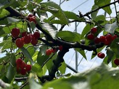 AŶӂꂠ̉Ƃւ̓eʐ^3