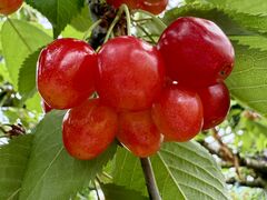 ߂̂ӂꂠ̉Ƃւ̓eʐ^1