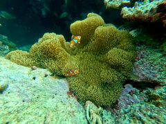 D̐Ί_ ADVENTURE PiPiւ̓eʐ^1