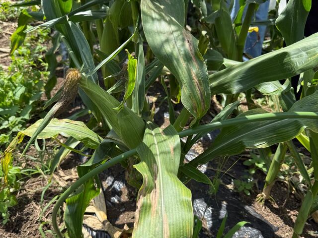 �Ă炵�����i_�x�m�R�K�[�f���t�@�[��