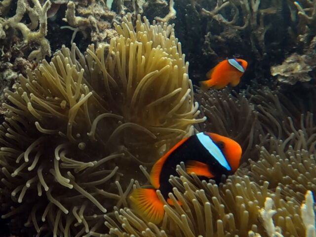 �S�ɏĂ������A���߂Ă̊C�̏o�_�I�[�V�����N���t�g�E�f�B�[�V�F���^�[