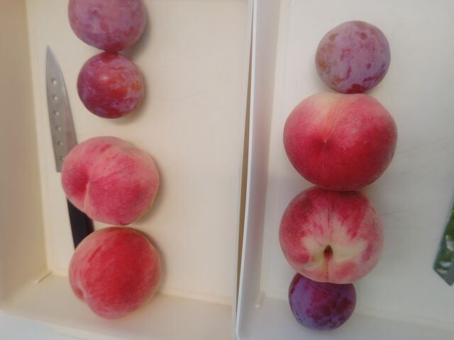 ���ƃv����_�n�Ӕ_��