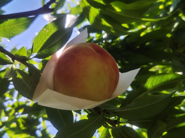 ���̖��݂���_�n�Ӕ_��