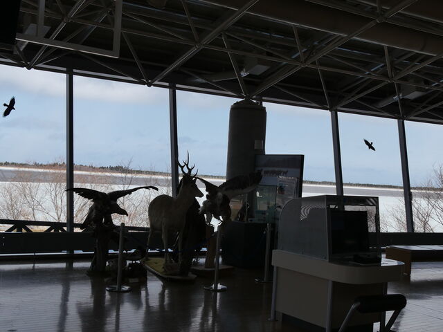 ���A�Εt�߂ɐ������铮���̖͌^������܂�_���̉w �X�����S�S�˂ނ�