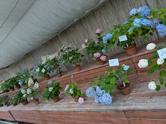 ���B����̋��s�{���A�����ւ̓��e�ʐ^2