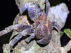 ݂̋{Ó}VbvSmileyւ̓eʐ^1