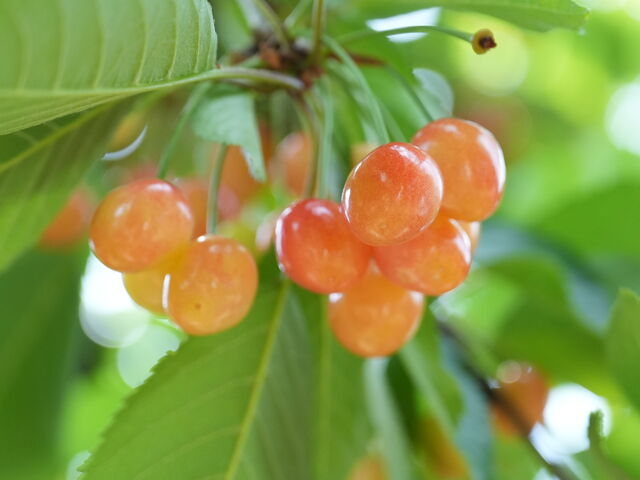 ��ނ��Ⴄ�������ڂQ_�咬�������ډ�