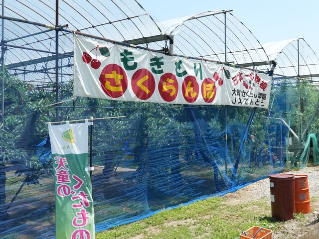 大町さくらんぼ園】予約・アクセス・割引クーポン - じゃらんnet