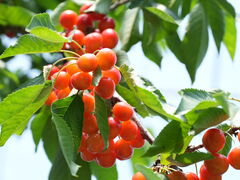 n`̑̕咬ډւ̓eʐ^1