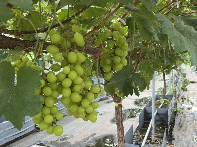 ����Ȃ̂���R�����_�A�O���[���p�[�N �F�s�{�Ԃǂ��̓m