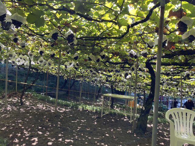 ������������Ă���_�R�{(�Z�R)�_��(�����s�ό��Ԃǂ��Z���^�[)