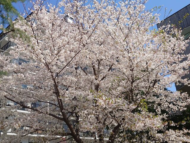 �Ă�Ă邳��̉��y�Ñ�Z���Ղ̓��e�ʐ^2