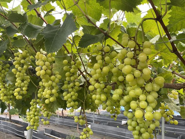 ���������}�X�J�b�g_�A�O���[���p�[�N �F�s�{�Ԃǂ��̓m